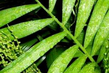 袖珍椰子树浇水多久，袖珍椰子树浇水多久？