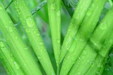 袖珍椰子树浇水多久，袖珍椰子树浇水多久？