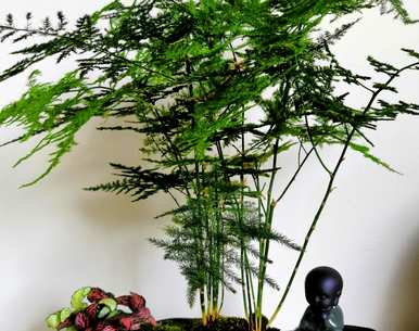 如何保存芦笋叶的黄色，如何保存芦笋叶的黄色？如何保存冬天？