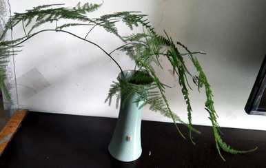 如何保存芦笋叶的黄色，如何保存芦笋叶的黄色？如何保存冬天？