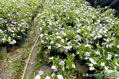 双色茉莉怎么养才能长得好，双色茉莉怎么养才能长得好？