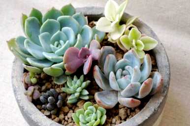 多肉植物如何养大，多肉植物如何养大？