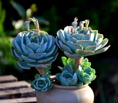 多肉植物如何养大，多肉植物如何养大？
