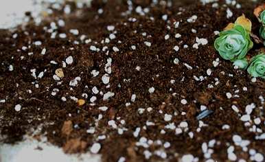 肉质植物用什么土壤容易饲养，肉质植物用什么土壤栽培