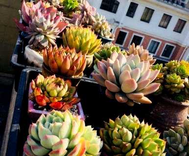 肉质植物用什么土壤容易饲养，肉质植物用什么土壤栽培