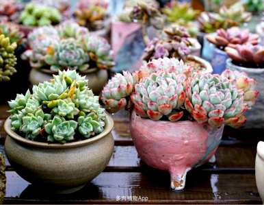 肉质植物用什么土壤容易饲养，肉质植物用什么土壤栽培