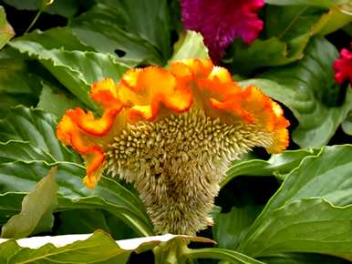 如何种植宁夏羽状鸡冠花？