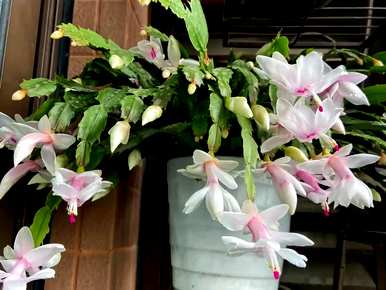 月亮开什么花，月亮开什么花？