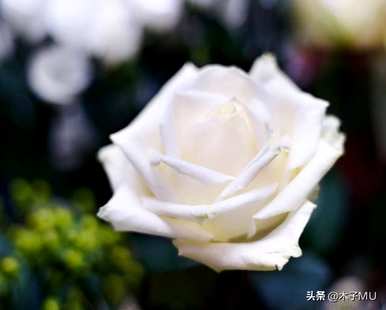 白玫瑰是什么意思？白玫瑰是什么意思？女人送男孩是什么意思？