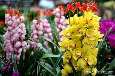 冬天怎么养大花蕙兰？冬天怎么养大花惠兰？