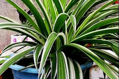 什么土种植金边吊兰最好，什么土种植金边吊兰