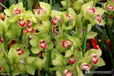 冬天怎么养大花蕙兰？冬天怎么养大花惠兰？