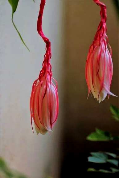 粉昙花语和寓意，昙花语是什么？