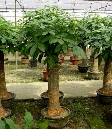发财树环切繁殖，发财树怎么繁殖？