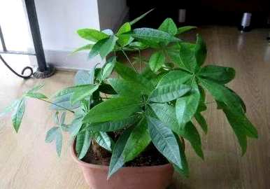 发财树环切繁殖，发财树怎么繁殖？