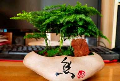 怎样养好文竹，怎样养好文竹才能长出旺盛的视频