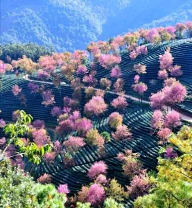樱花种子什么时候播种，樱花种子采摘后能直接播种吗？