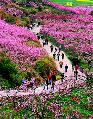 樱花种子什么时候播种，樱花种子采摘后能直接播种吗？