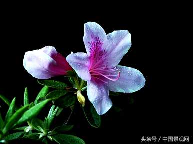 如何种植毛鹃花，如何处理土壤？