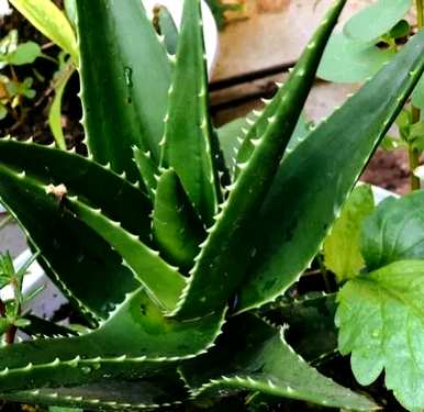 什么植物最适合室内种植？什么植物最适合室内种植？