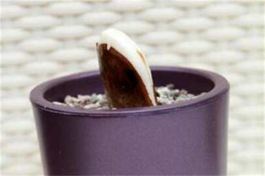 如何种植芒果盆栽，北方芒果盆栽教程