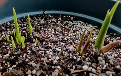 如何种植马蹄莲球，如何种植马蹄莲球