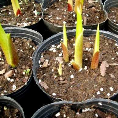 如何种植马蹄莲球，如何种植马蹄莲球