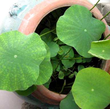 莲子莲花种植教程，如何种植家庭莲花