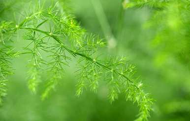 文竹换盆的正确方法，冬天文竹能换盆吗？