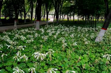 室内耐阴地被植物，什么是耐阴地被植物？
