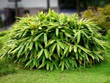 室内耐阴地被植物，什么是耐阴地被植物？