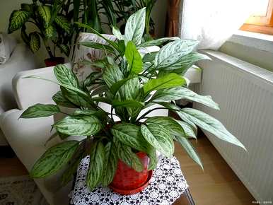 最耐阴的室内植物花卉和耐阴的室内植物有哪些？