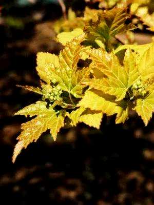 茶条枫是草本植物还是木本植物？茶条枫是乔木还是灌木？