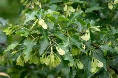 茶条枫是草本植物还是木本植物？茶条枫是乔木还是灌木？