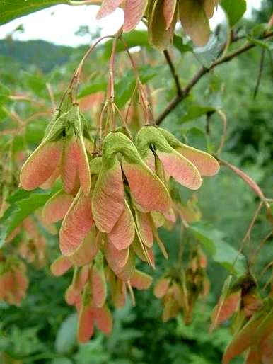 茶条枫是草本植物还是木本植物？茶条枫是乔木还是灌木？