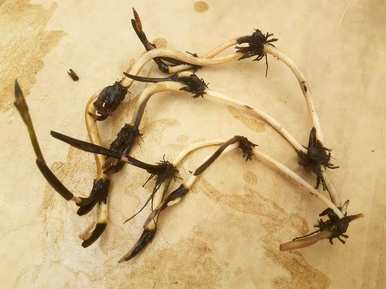 锄头错误的钻疯了