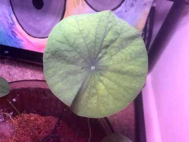 锄头错误的钻疯了