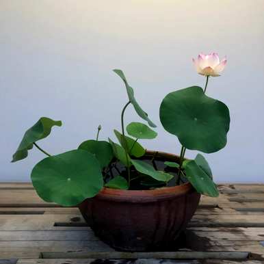 锄头错误的钻疯了