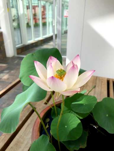 锄头错误的钻疯了