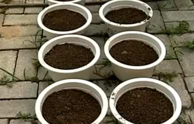 盆栽草莓土太肥，盆栽草莓最好用什么土？