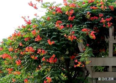 家里种凌霄花好吗？凌霄花怎么种？