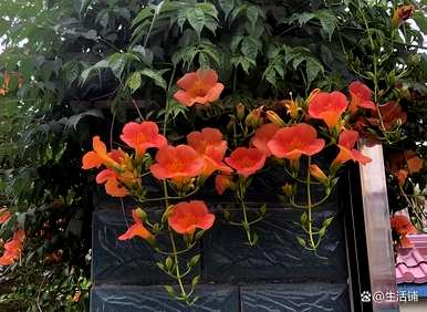家里种凌霄花好吗？凌霄花怎么种？