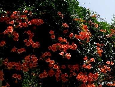 家里种凌霄花好吗？凌霄花怎么种？