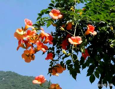 家里种凌霄花好吗？凌霄花怎么种？