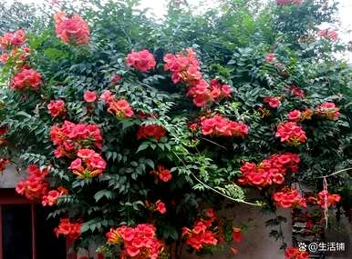 家里种凌霄花好吗？凌霄花怎么种？