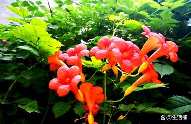 家里种凌霄花好吗？凌霄花怎么种？