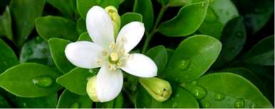 九里香花什么时候开，九里香花有什么特点？