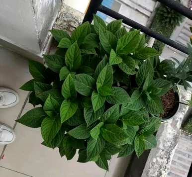 各种花开的月份有哪些，月份开的花有哪些？