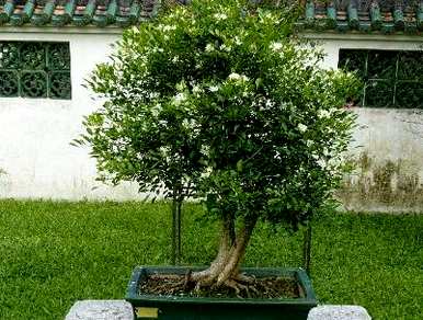 九里香花什么时候开，九里香花有什么特点？