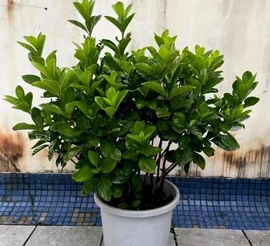 各种花开的月份有哪些，月份开的花有哪些？